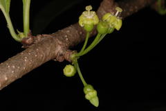 Meyna laxiflora